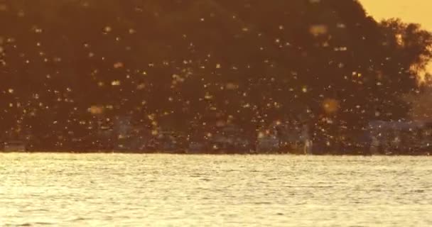 Magnifique Séquence Nature Essaim Fleurs Tisza Coucher Soleil — Video