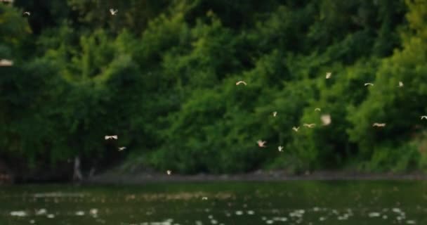 塞尔维亚Tisza河水面上每年成群结队的长尾果蝇 — 图库视频影像