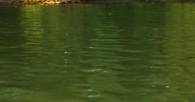 Nehir yüzeyindeki Tisza çiçeğinin yakın görüntüsü