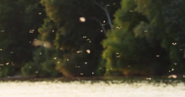 六月中旬 在蒂萨河的上空 成群的长尾蜻蜓 — 图库视频影像