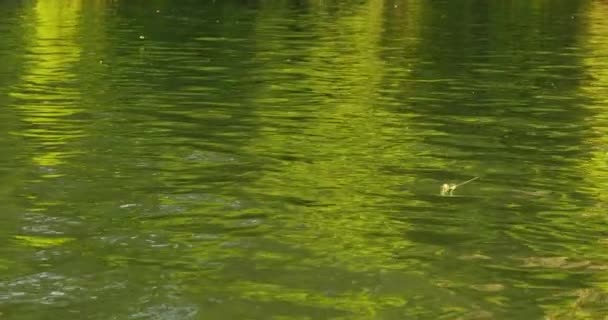 Vuelo Anual Vuelo Cola Larga Sobre Río Tisza Serbia — Vídeos de Stock