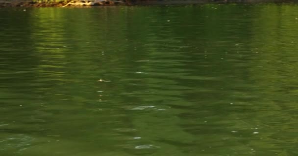 Zavřít Pohled Tisza Květ Nad Povrchem Řeky — Stock video