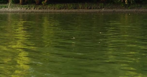 塞尔维亚Tisza河上空长尾鱼群的年飞行 — 图库视频影像