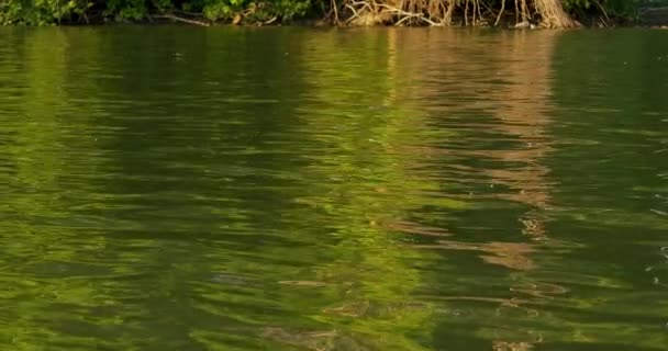Blommande Tisza Floden Början Sommaren Serbien — Stockvideo