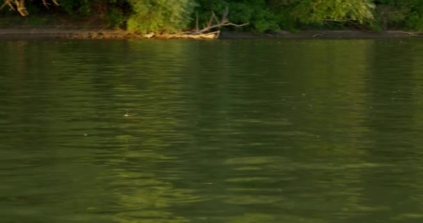 Sırbistan Tisza Nehrinin Üzerinde Akın Eden Uzun Kuyruklu Mayıs Sineklerinin — Stok video