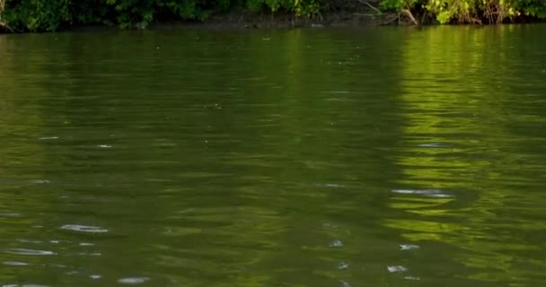 Uzun Kuyruklu Mayıs Sinekleri Tisza Nehir Yüzeyinin Hemen Üstünde Uçar — Stok video
