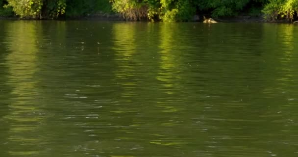 在蒂萨河上的一艘船上看到的是一群长尾苍蝇 — 图库视频影像
