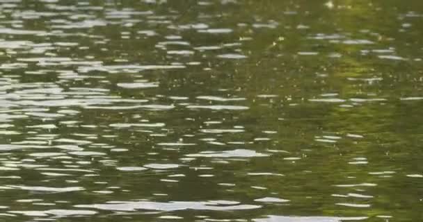 在塞尔维亚的蒂萨河上 长尾蜻蜓每年成群结队产卵 — 图库视频影像