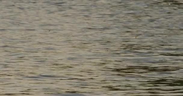 Крупним Планом Вид Рій Довгохвостих Мух Літає Над Річкою Тиса — стокове відео