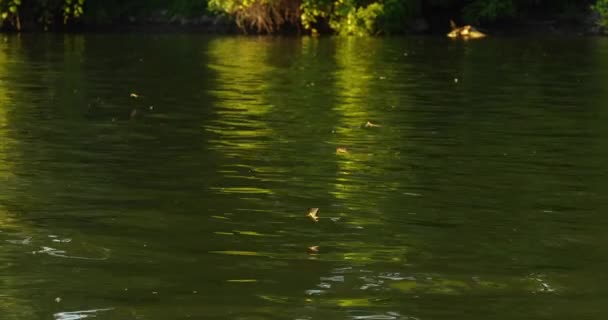 Enjambre Efímeros Cola Larga Sobre Río Tisza Serbia — Vídeo de stock