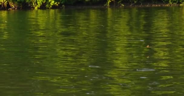 Essaim Éphémères Longue Queue Survole Rivière Tisza Juin — Video
