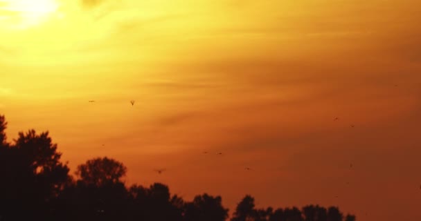 Roj Dlouhých Ocasých Jepice Létat Proti Jasně Oranžové Obloze Při — Stock video