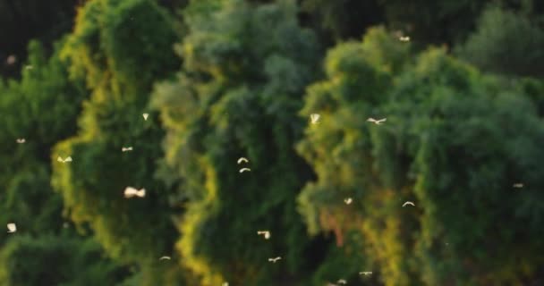 Hermosas Imágenes Mariposas Cola Larga Pululando Sobre Río Tisza — Vídeo de stock