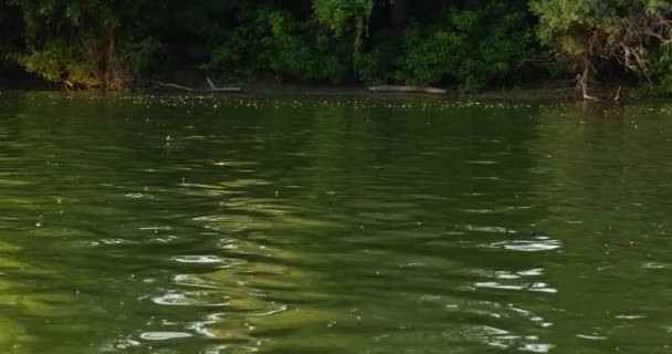 セルビアのティッツァ川の上に群がる長尾のハエの美しい映像 — ストック動画