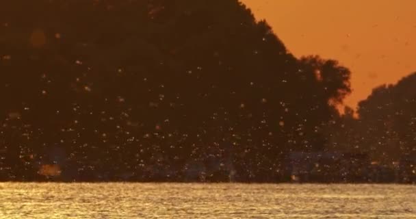 オレンジ色の日没のティッツァ川の上に群がる長いテールメイホウ — ストック動画