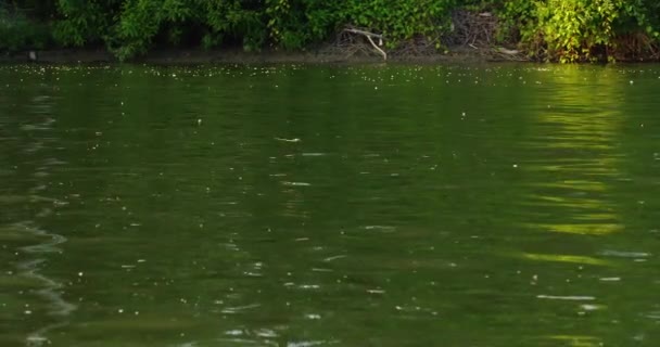 Vista Idílica Las Mariposas Cola Larga Sobre Río Tisza Serbia — Vídeo de stock