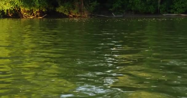 Hermosas Imágenes Mariposas Cola Larga Pululando Sobre Río Tisza Serbia — Vídeos de Stock