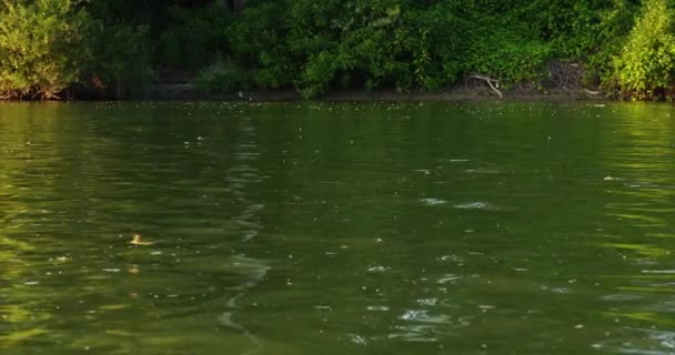 6月中旬にセルビアのティッツァ川の上に長尾のハエが群がっている — ストック動画
