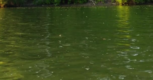 Éphémères Longue Queue Dessus Rivière Tisza Serbie Juin — Video