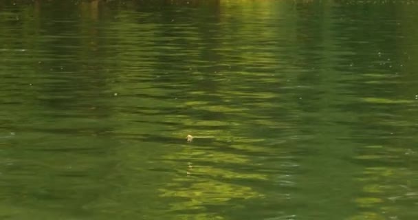 Політ Довгохвостого Майора Над Річкою Тиса Сербії — стокове відео