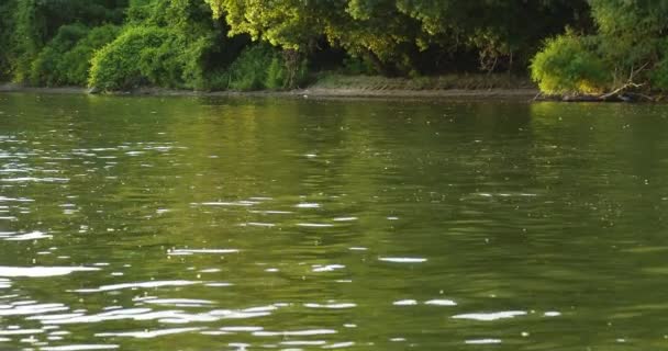 Långstjärtade Dagsländor Över Tisza Floden Serbien — Stockvideo