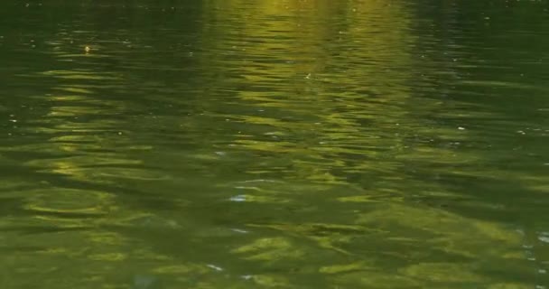 Gros Plan Éphémère Longue Queue Dessus Rivière Tisza Serbie — Video