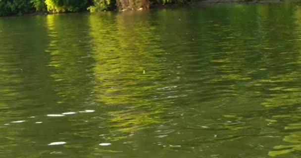 長尾のメイフライは水面のすぐ上を飛び その中に落ちる — ストック動画