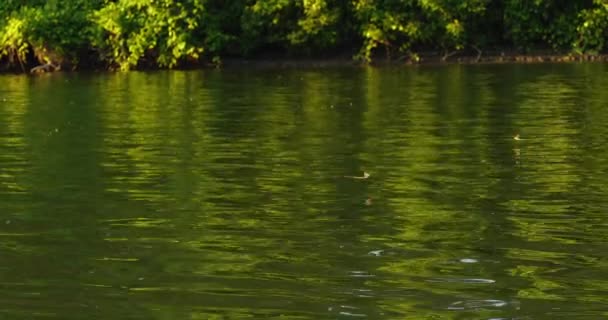 Langestaart Meivliegen Die Tisza Rivier Vliegen — Stockvideo