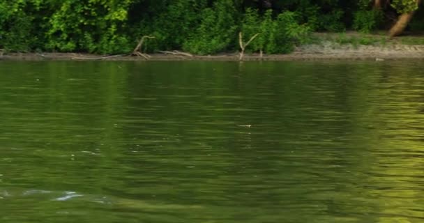 カメラはセルビアのティザ川の上空に長尾のメイフライトをキャプチャします — ストック動画