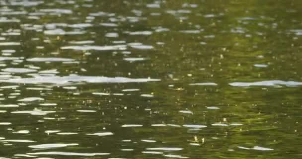 塞尔维亚Tisza河水面上的长尾蜻蜓产卵 — 图库视频影像