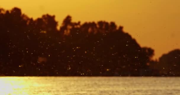 6月の日没でティッツァ川の上に群がるメイフライ — ストック動画