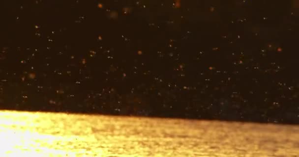 夕阳西下 梅飞儿成群结队地在蒂萨河上游 从船上观看 — 图库视频影像