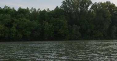 Haziran 'ın ortalarında Tisza nehrinin üzerinde uçan uzun kuyruklu mayıs sinekleri sürüsü