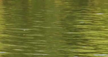 Kamera, her yıl Tisza nehrinin üzerinde uçan uzun kuyruklu mayıs sineğini takip ediyor.