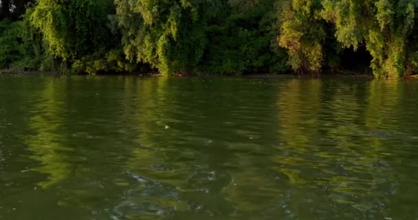 Blommande Tisza Floden Serbien Juni — Stockvideo
