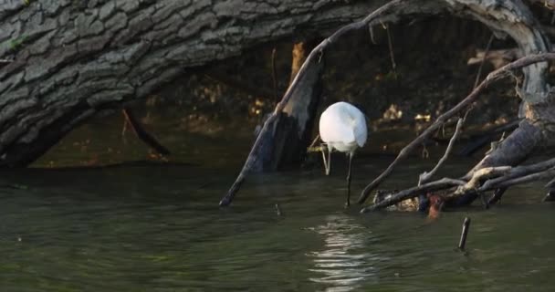 Malý Ptáček Brodí Vlnami Řeky Letí Vyšší Větev — Stock video