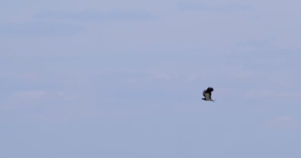 Severní Lapwing Létat Modré Obloze Bílými Nadýchanými Mraky — Stock video