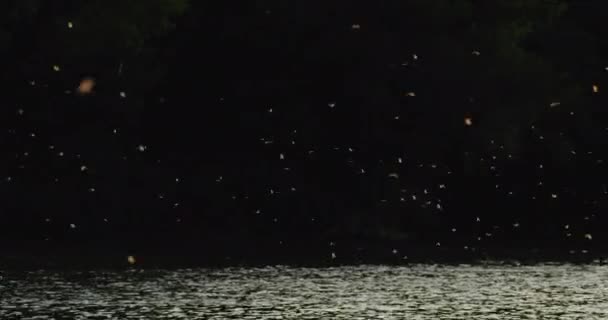 每年成群结队的长尾果蝇与黑色的轮廓相映成趣 — 图库视频影像