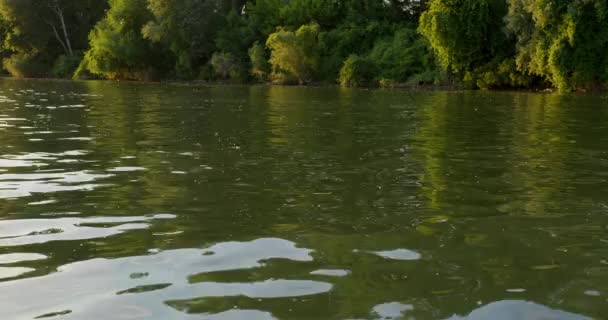 每年六月 每年都会有成群的长尾果蝇出没在蒂萨河畔 — 图库视频影像