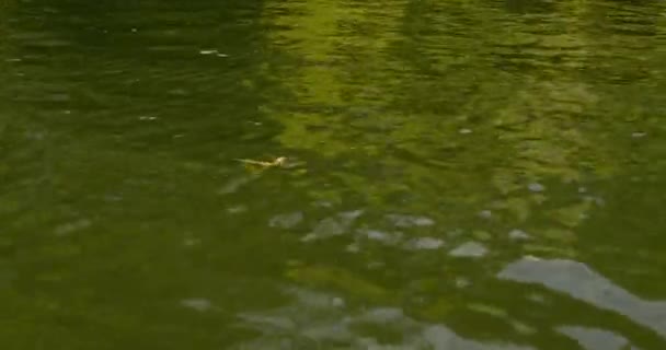 塞尔维亚Tisza河水面上方的金色长尾蜻蜓 — 图库视频影像