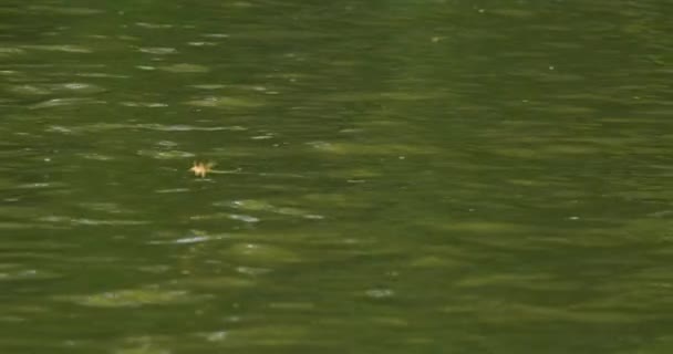 カメラはチッツァ川を越えて長く尾行されたメイフライに続く — ストック動画