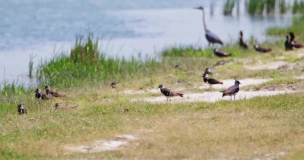 Piękny Materiał Przyrodniczy Lapwings Startujących Brzegu Rzeki — Wideo stockowe