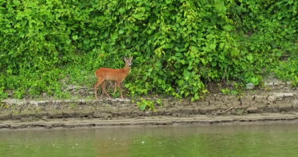 Adorable Roe Deer Walk Carefully Edge River — Stock Video