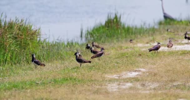 Kuzey Kanatları Diğer Kuşlarla Birlikte Tisza Nın Nehir Kıyısında Duruyor — Stok video