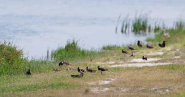 Tisza nehrinin kıyısında çeşitli kuşlar bir arada.