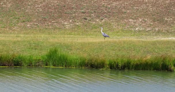 グレイヘロンは芝生に流れる川の岸に一人で立っている — ストック動画