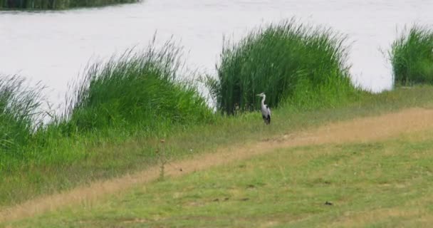 Gray Heron Stands Grass Shore Tisza River While Reed Sway — Stock Video