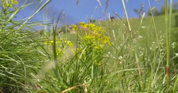 Close View Leafy Spurge Growing Meadow Hidden Grass — Stock Video