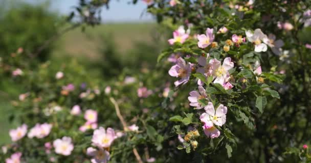 Close View Dog Rose Flowers Sunny Spring Day — Stock Video
