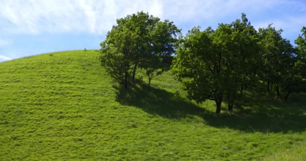 蓝天下 山坡上长满了绿草 长满了茂密的树叶 — 图库视频影像